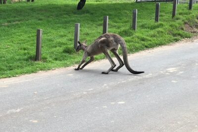 #1 Private Blue Mountains Tour by authentic story telling locals - Featherdale Wildlife Park: koalas, kangaroos, and crocodiles