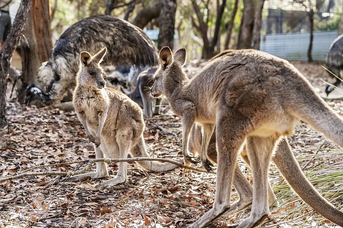 14 Day Tour from Sydney to Cairns Fraser Island and Whitsundays - Cultural Experience in Gumbaynggirr Country, Then Byron Bay’s Coastline Vibe