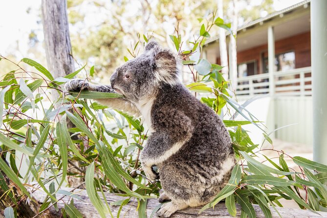14 Day Tour from Sydney to Cairns Fraser Island and Whitsundays - Hunter Valley, Wildlife Rescues, and Newcastle Orientation: The NSW Setup Day