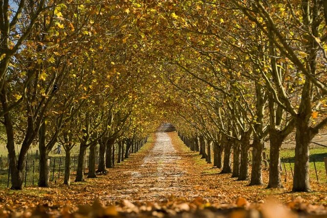 A Day In The Vineyards || Luxury Private Winery Tour From Sydney - Bowral: slow shopping and antique browsing in boutique town mode