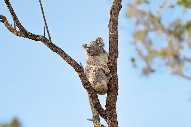 Australian Surfing and Camping Tours - Swag Camping Under the Stars: Outdoors Comfort, Simple and Focused
