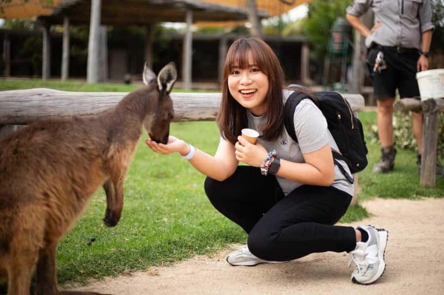 Blue Mountain Tour + Hop-on-Hop-off Big Bus Discover Ticket - Leura Village break and Echo Point timing for photos