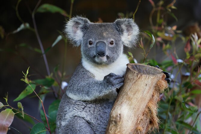Blue Mountains All-inclusive Tour with Scenic World & Lunch - Key Highlights at a Glance