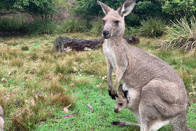 Blue Mountains Day, Sunset Tour & Glow Worms Night Adventure - Price and value check: Is $340.69 worth it?