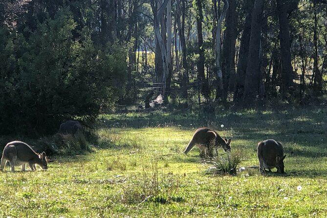 Blue Mountains Day, Sunset Tour & Glow Worms Night Adventure - Timing, pickup, and the long-day reality