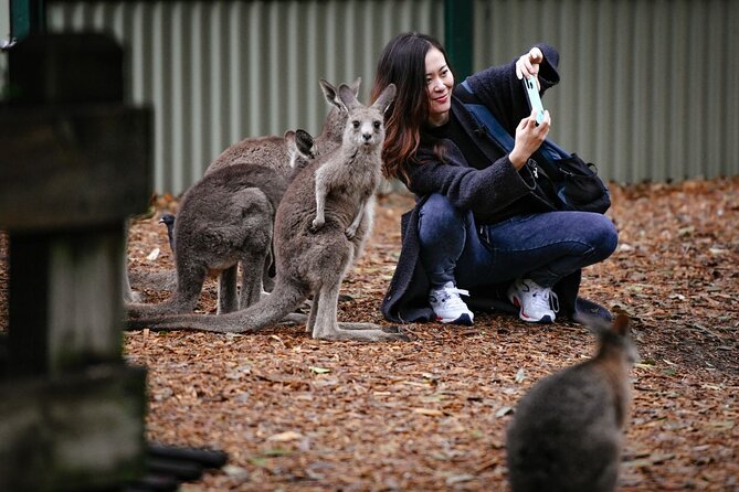 Blue Mountains Day Tour with Scenic World and Wildlife Park Entry - Leura village free time: where the day cools down