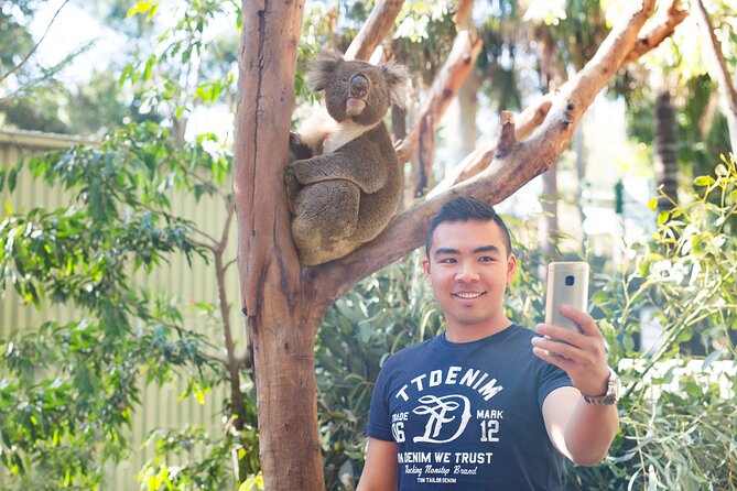 Blue Mountains Day Tour with Wildlife, Walks and Scenic World - Scenic World: steep railway, Skyway over Katoomba Falls, and rainforest boardwalks