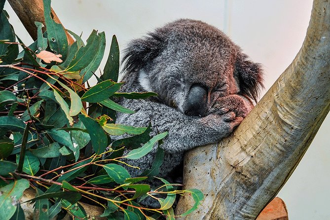 Blue Mountains Highlights, Wildlife Park and Scenic World Full Day Private Tour - Featherdale Wildlife Park: close-up Aussie animals and easy photo time