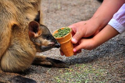 Blue Mountains Highlights, Wildlife Park and Scenic World Full Day Private Tour - Scenic drive west: how your guide turns the ride into a lesson