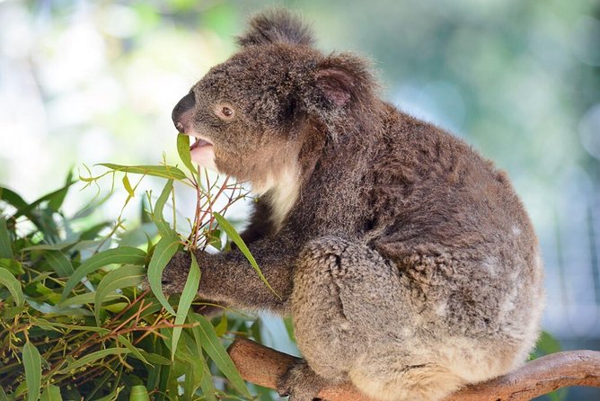 Blue Mountains | Koalas, Kangaroos & Bondi Beach Private Tour - Price and value at $555.86 per person