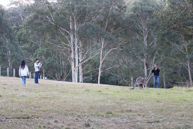 Blue Mountains Private Charter - Price and value: when $484.14 per person actually makes sense