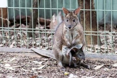 Blue Mountains Private Tour | Koala, Kangaroo, & Waterfalls Day - Three Sisters at Echo Point: The Icon You Came For