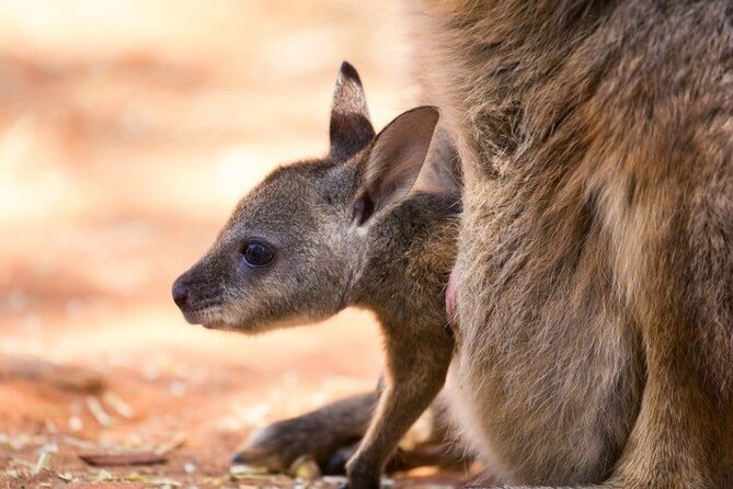 Blue Mountains Private Tour | Koala, Kangaroo, & Waterfalls Day - What the Guide Really Adds (Especially If Weather Changes)