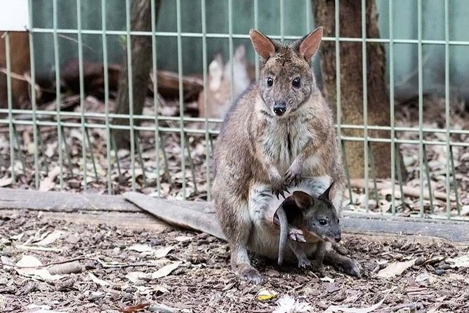 Blue Mountains Private Tour | Koala, Kangaroo, & Waterfalls Day - Three Sisters at Echo Point: The Icon You Came For