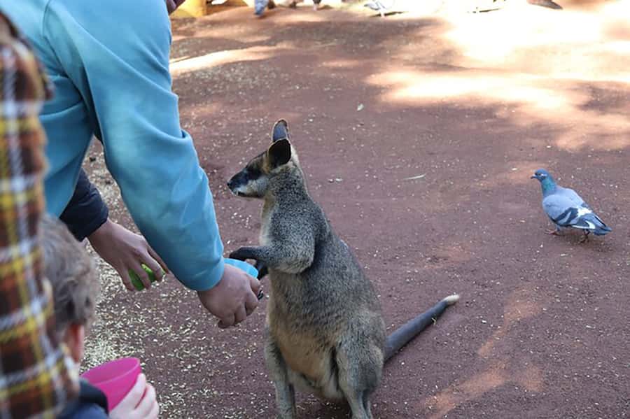 Blue Mountains: Private Tour with Wildlife and River Cruise - Featherdale Wildlife Park: the koala-and-kangaroo hour that’s actually worth it