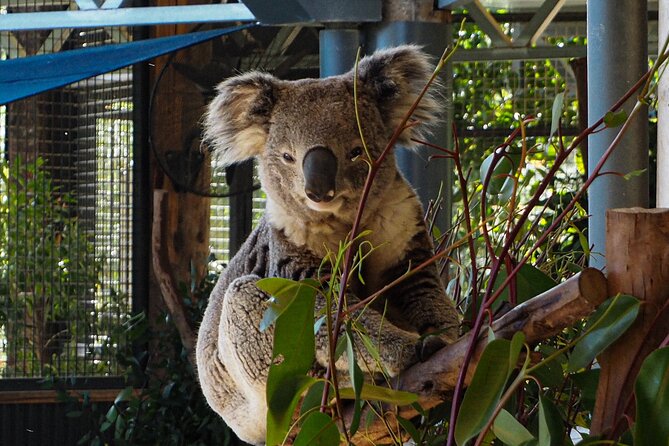 Blue Mountains Small Group Tour with Lunch, Zoo and Scenic World - Price and Logistics: Is $204.41 Good Value?