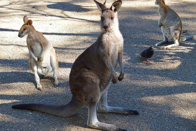 Blue Mountains Sunset Tour | See Kangaroos & Koalas (Private Tour) - Your day starts in Sydney: private pick-up and a guide you can actually talk to