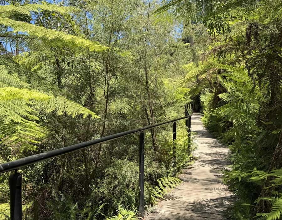 Blue Mountains Tour, Katoomba Falls & Cockatoos Small Group - Key things I’d plan around