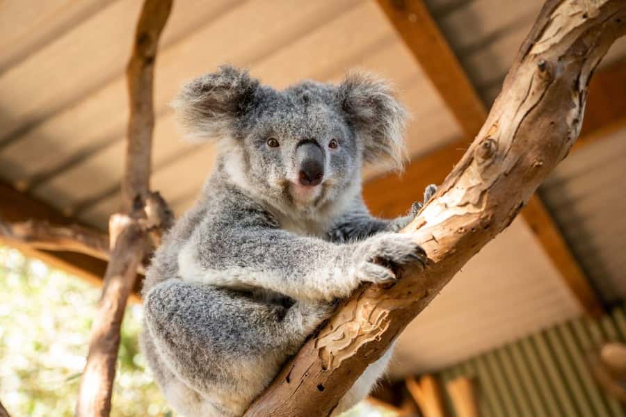 Blue Mountains Tour - Small grp, Koala, Kangaroo & Waterfall - Key things to know before you go