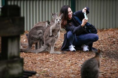 Blue Mountains Tour - Small grp, Koala, Kangaroo & Waterfall - Featherdale Wildlife Park: koalas and hand-feeding kangaroos up close