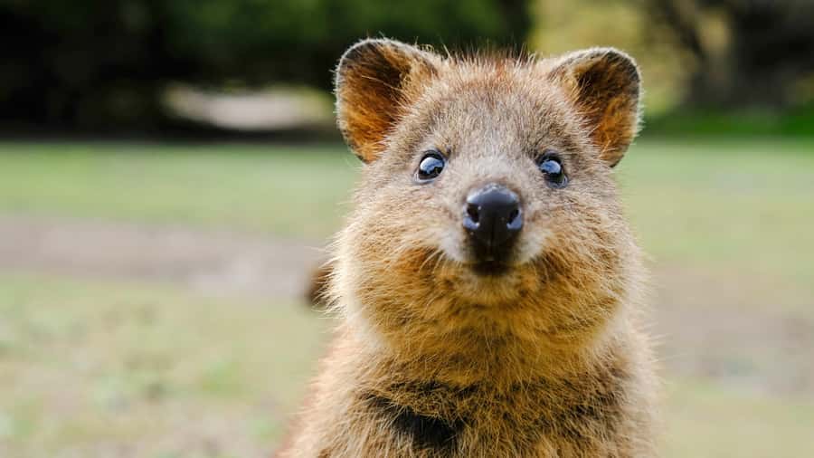 Blue Mountains Tour - Small grp, Koala, Kangaroo & Waterfall - Price and value: what $140 buys you (and what it doesn’t)