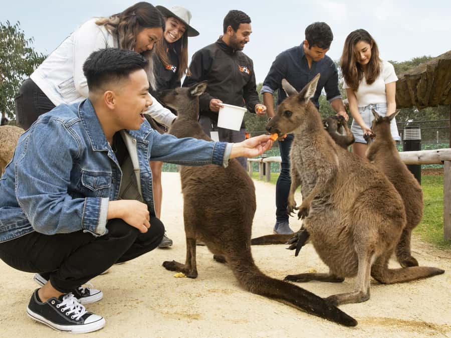 Blue Mountains Tour w/Lunch: Scenic World, Zoo & Koala Photo - Wentworth Falls Lunch: Included Aussie Comfort With One Timing Caveat