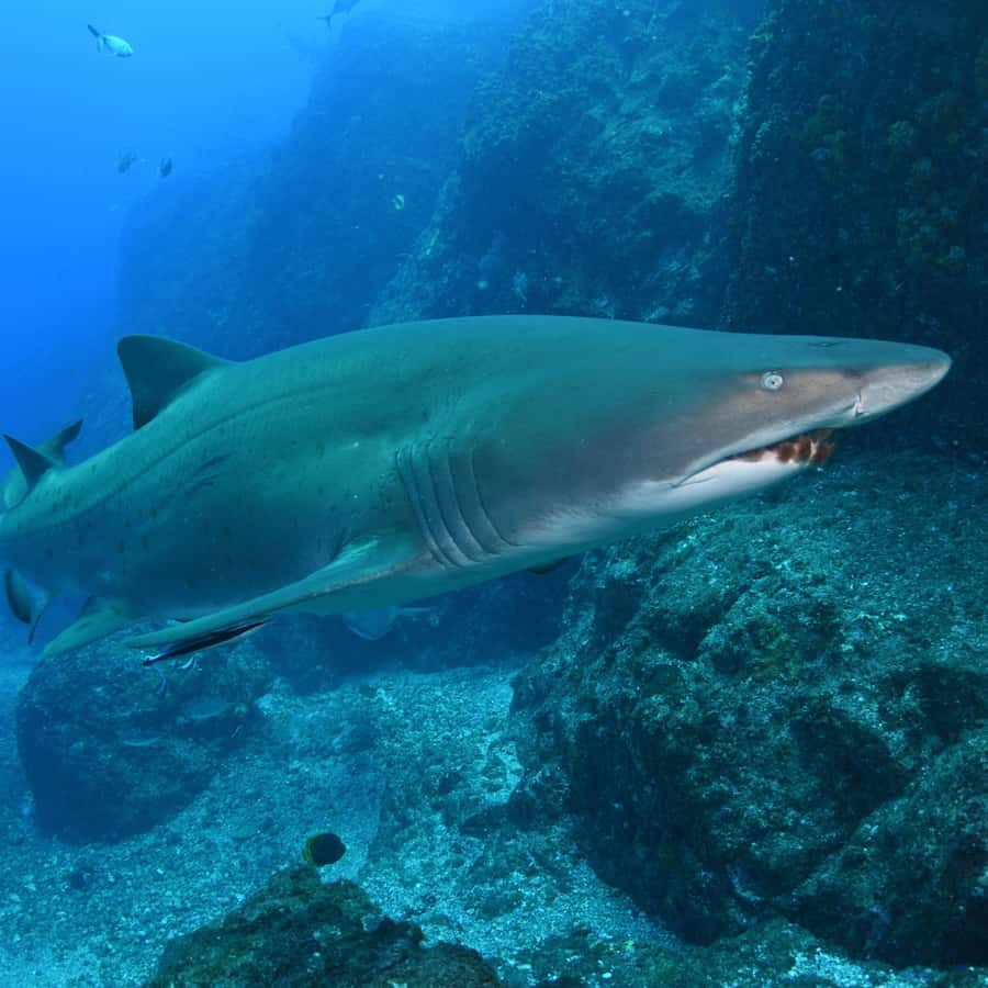 Bondi: Shark Dive at Bushrangers Bay for Certified Divers - Key points before you go