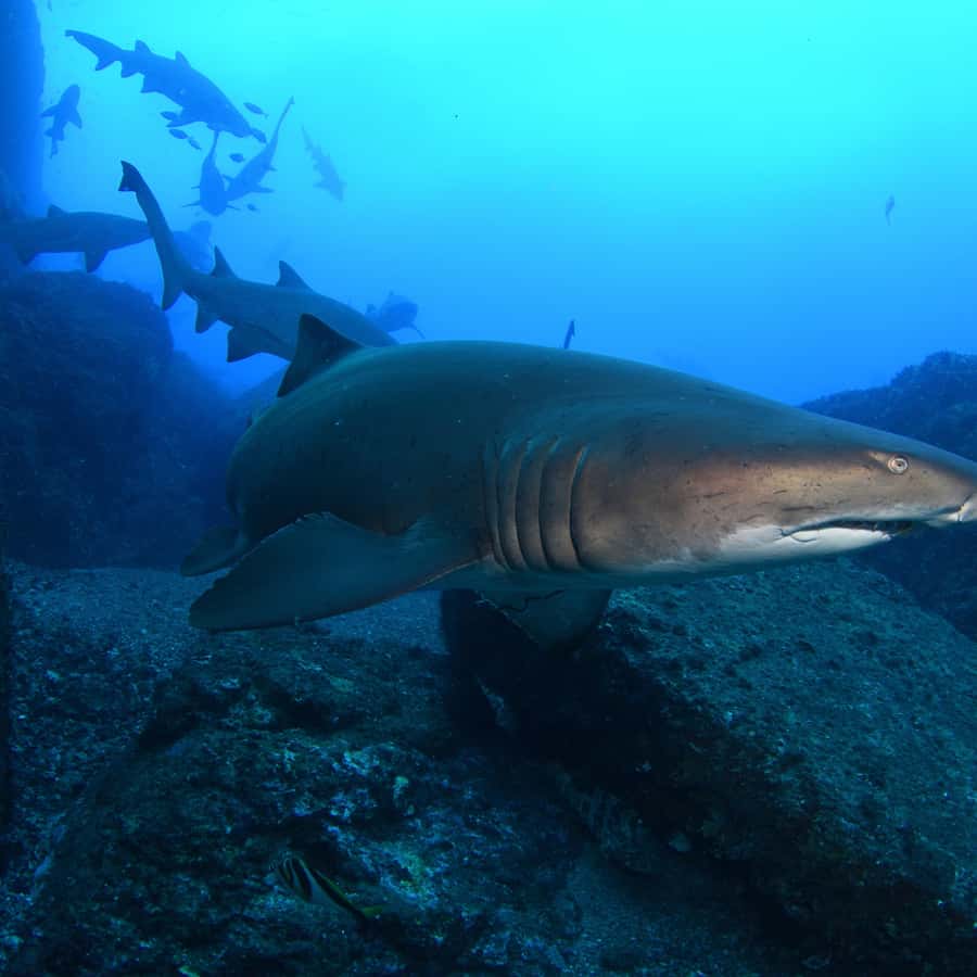 Bondi: Shark Dive at Bushrangers Bay for Certified Divers - Grey nurse sharks at Bushrangers Bay: what makes it special
