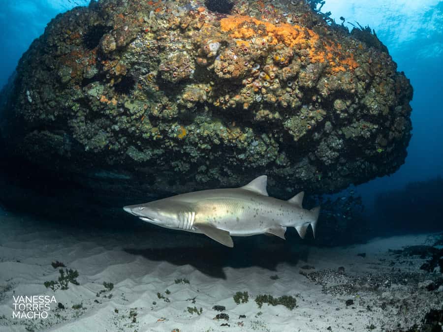 Bondi: Shark Dive at Bushrangers Bay for Certified Divers - First shore session: where you’ll meet the sharks