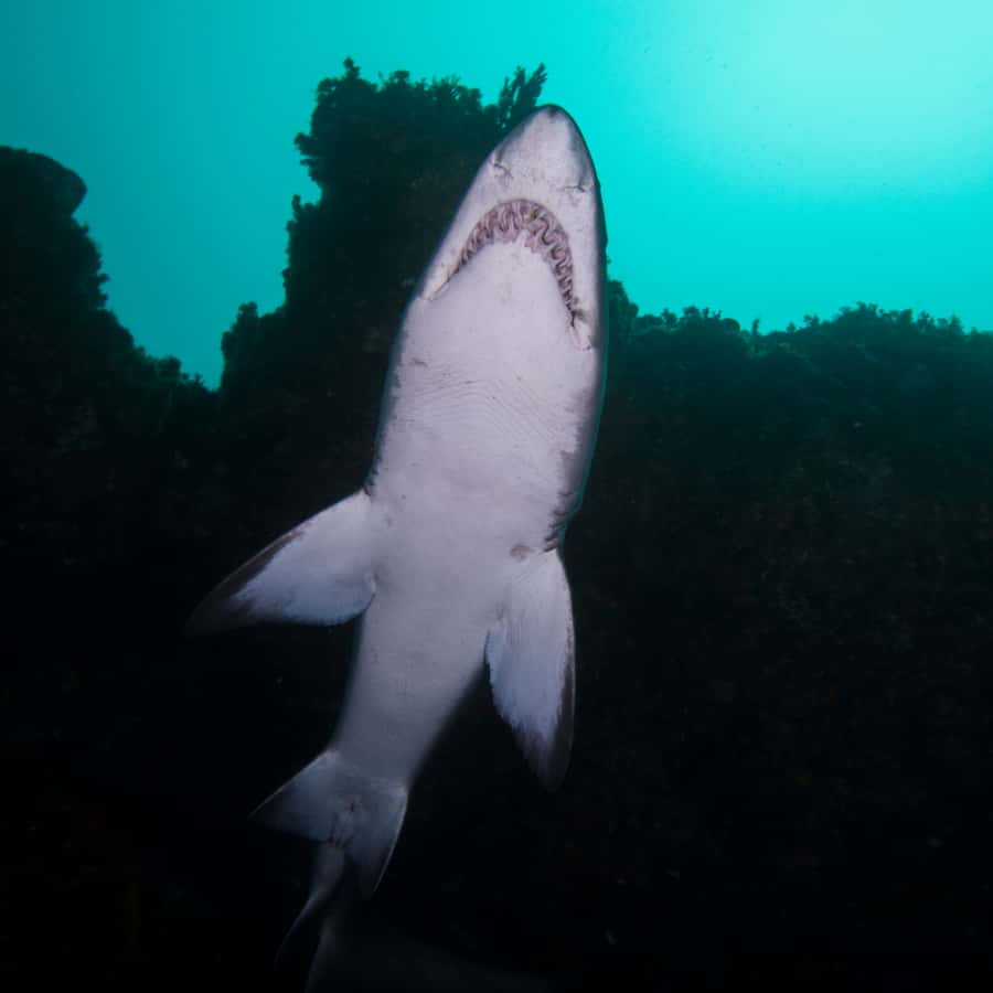 Bondi: Shark Dive at Bushrangers Bay for Certified Divers - Sharks, safety, and what to expect from their behavior