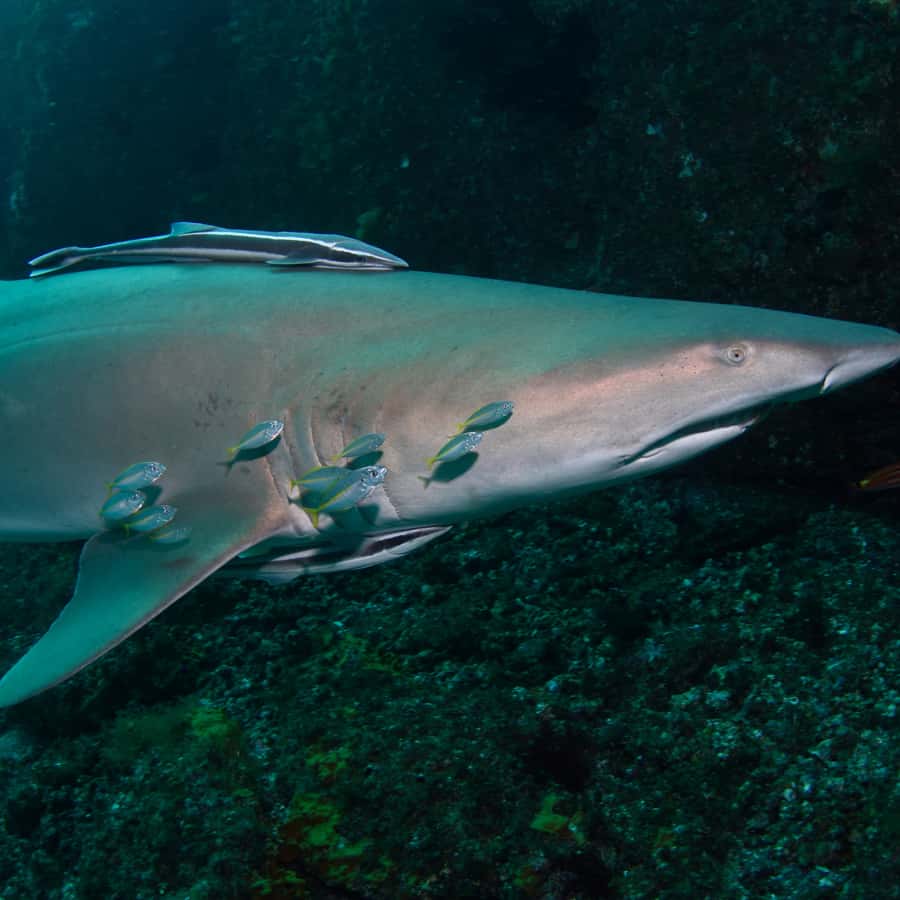 Bondi: Shark Dive at Bushrangers Bay for Certified Divers - Equipment and support: you travel light, but you still need a towel