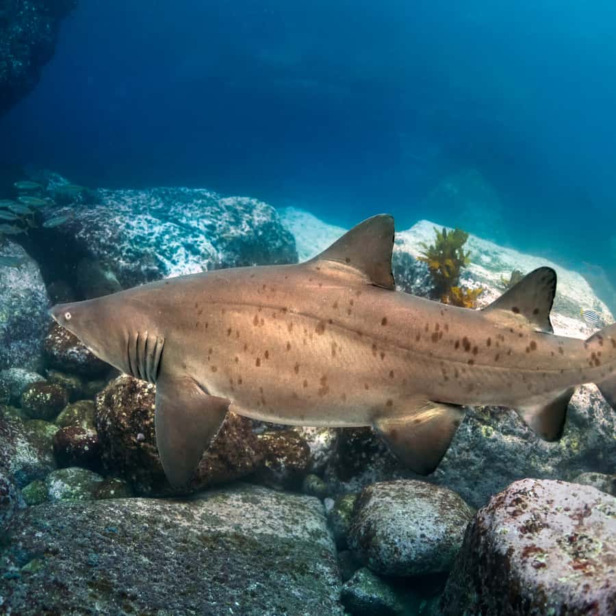 Bondi: Shark Dive at Bushrangers Bay for Certified Divers - Bondi to Shellharbour: the day runs on schedule (and that’s a win)