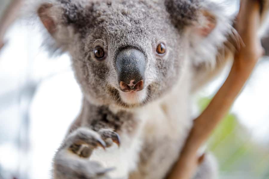 Breakfast with Koalas at WILD LIFE Zoo Darling Harbour - Price and value: is $63 per person worth it?