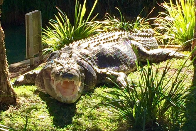 Central Coast Private Tour From Sydney, with Australian Reptile Park Option - Stop 2: Australian Reptile Park hour—serious animals in a guided day