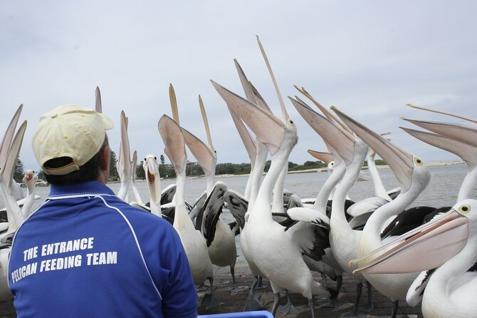 Central Coast Private Tour From Sydney, with Australian Reptile Park Option - Stop 4: Ettalong Beach and lunch at the Ettalong Club