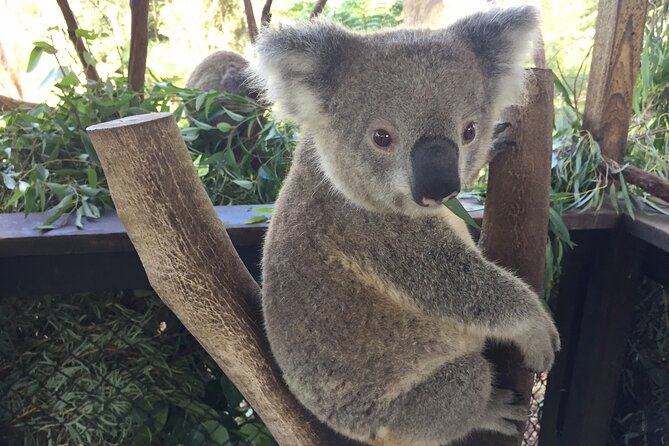 Central Coast Private Tour From Sydney, with Australian Reptile Park Option - Stop 6: The Entrance foreshore and the famous pelican feeding