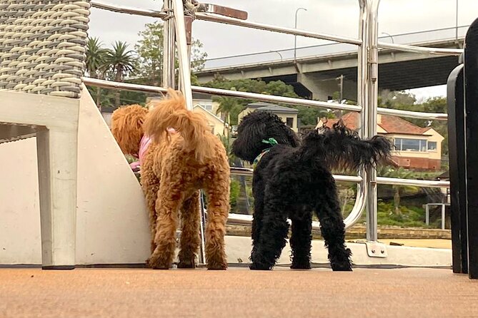 Dogs on Deck Harbour Cruise - Crew energy and why the atmosphere matters with dogs