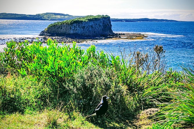 Erupting Blowholes and Ancient Rainforests SOUTH COAST OF SYDNEY PRIVATE TOUR - Start at 8:00 am: how the day stays manageable