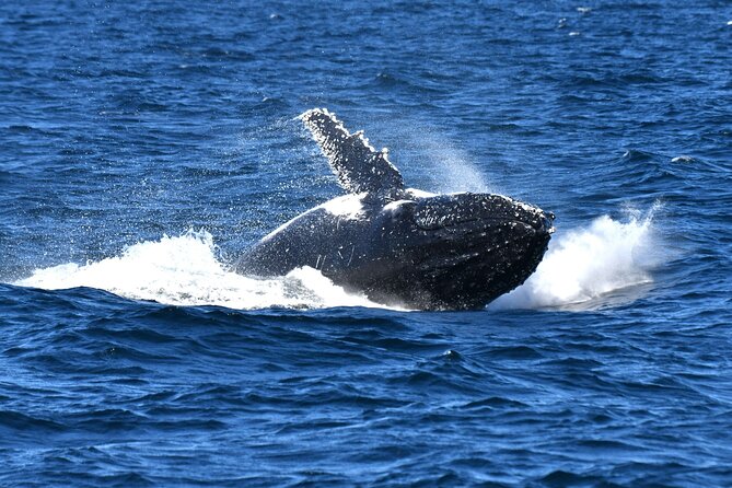 Escape Sydney: Sea Cliff Bridge, Wildlife, Kiama Coast Private - Kiama Blowhole: ocean drama at rock headlands