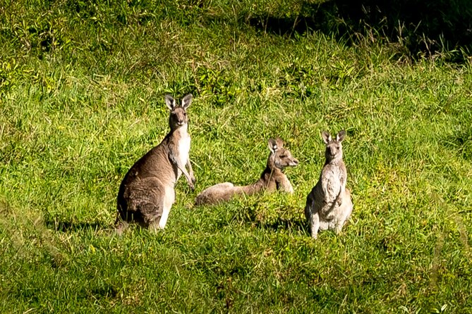 Escape Sydney: Sea Cliff Bridge, Wildlife, Kiama Coast Private - Picture Me Sydney: getting started smoothly