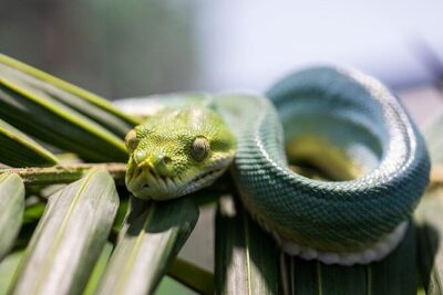 Featherdale Wildlife Park with Exclusive Private Transfers - En Route Sydney Olympic Park and Sydney Harbour: A Little Sydney Flavor Without a Detour