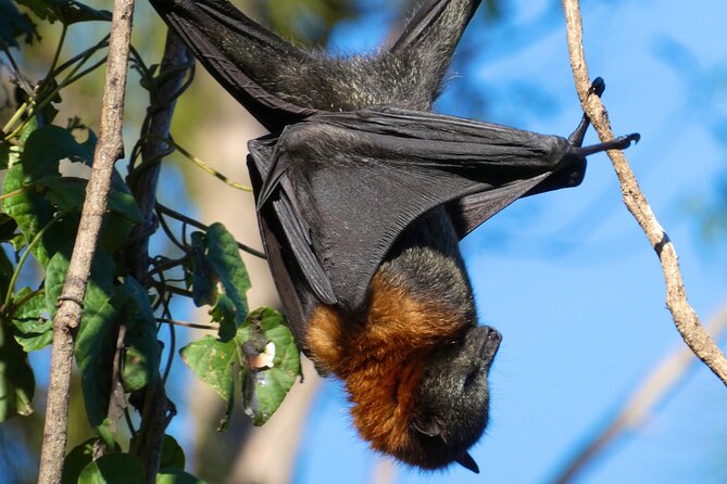 Flying Fox Experience, Thousands of Australia's Largest Bat - From Circular Quay to the Bat Reserve: Getting There Without the Hassle