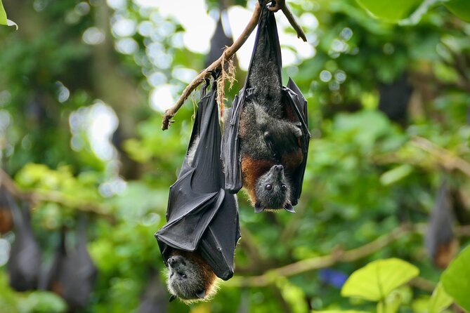 Flying Fox Experience, Thousands of Australia's Largest Bat - What the Guide Teaches About Endangered Flying Foxes