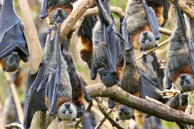 Flying Fox Experience, Thousands of Australia's Largest Bat - Small Group Pace: Why It Feels Personal Without Being Awkward