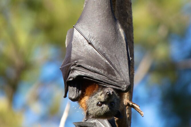 Flying Fox Experience, Thousands of Australia's Largest Bat - Weather Matters: The Only Real Catch