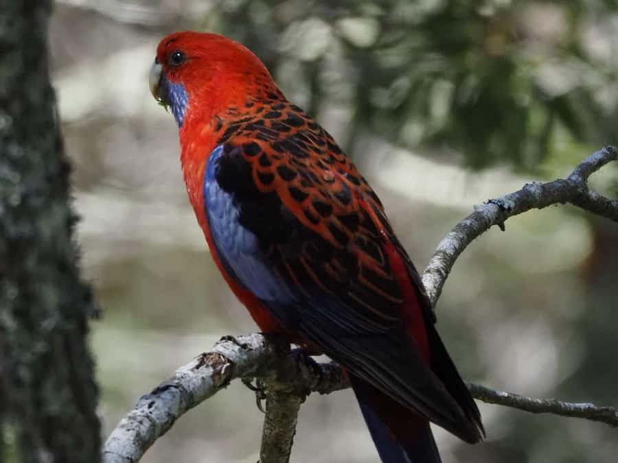 From Sydney: Australian Wildlife Safari with Lunch & Dinner - Key takeaways before you go
