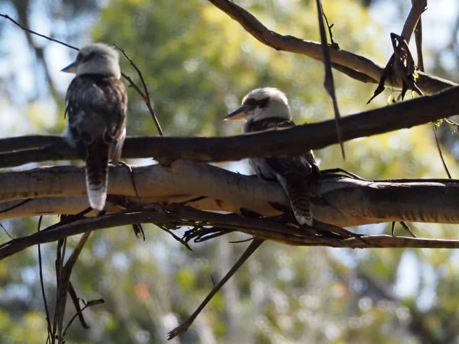 From Sydney: Australian Wildlife Safari with Lunch & Dinner - Circular Quay to the Southern Highlands: what your 10-hour day really feels like