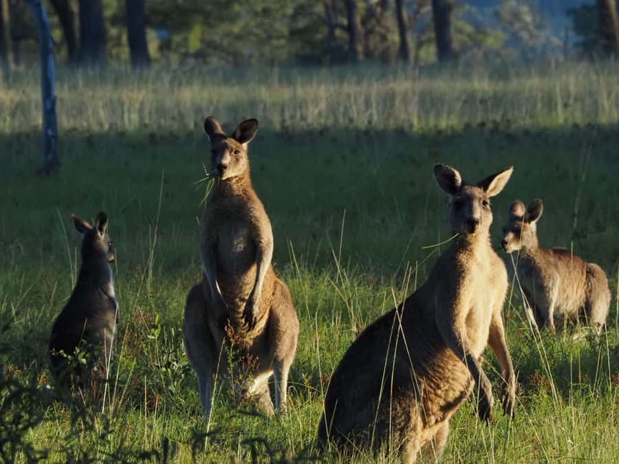 From Sydney: Australian Wildlife Safari with Lunch & Dinner - Light lunch of gourmet wraps: fuel that won’t slow you down