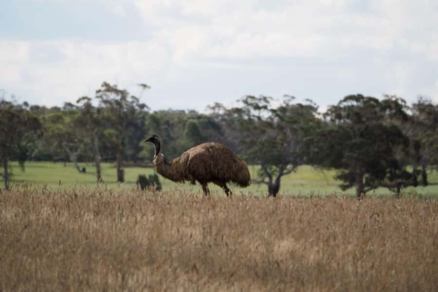 From Sydney: Australian Wildlife Safari with Lunch & Dinner - Platypus odds at still waters: how to manage expectations the right way