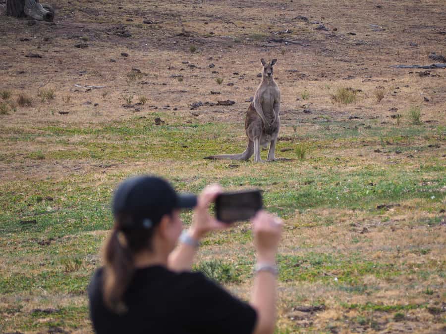 From Sydney: Australian Wildlife Safari with Lunch & Dinner - Dinner at a historic country pub: comfort after a long day outdoors